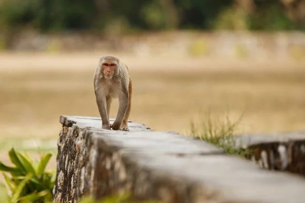 Macaque Rhesus Andando Parede Pedra Com Fundo Embaçado Verde — Fotografia de Stock