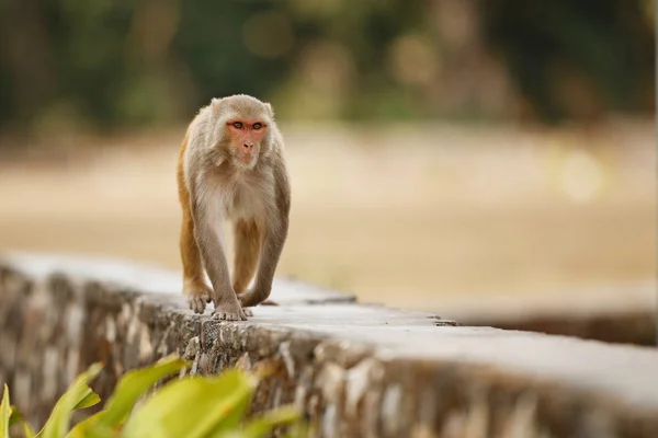 Makaak Rhesus Lopen Stenen Muur Met Groene Onscherpe Achtergrond — Stockfoto