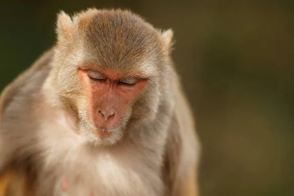 Ritratto Ravvicinato Macaco Rhesus — Foto Stock