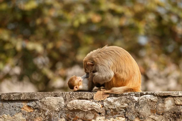 Macaque Rhesus Com Bebê Sentado Parede Com Belo Fundo Embaçado — Fotografia de Stock