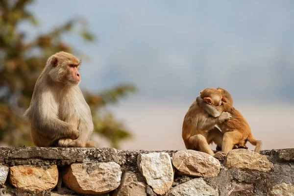 Scimmie Sedute Muro Pietra Con Bellissimo Sfondo Sfocato — Foto Stock