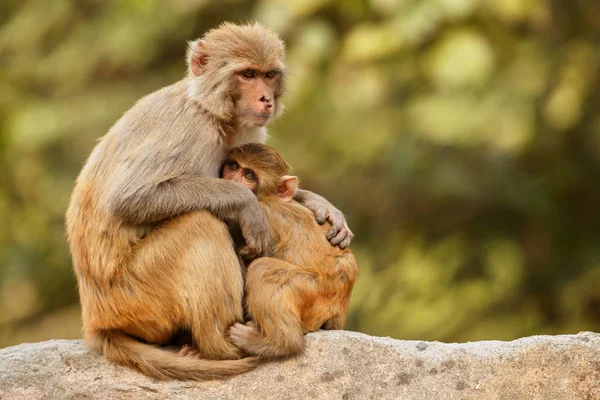 Macaque Rhesus Con Bambino Seduto Sul Muro Con Bellissimo Sfondo — Foto Stock