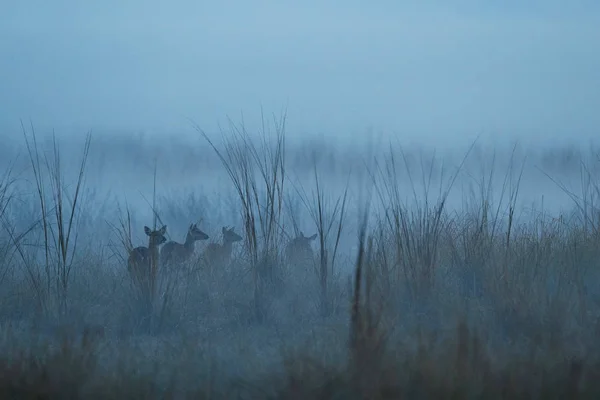 Axis Deer Nature Habitat Blue Misty Morning — Stock Photo, Image