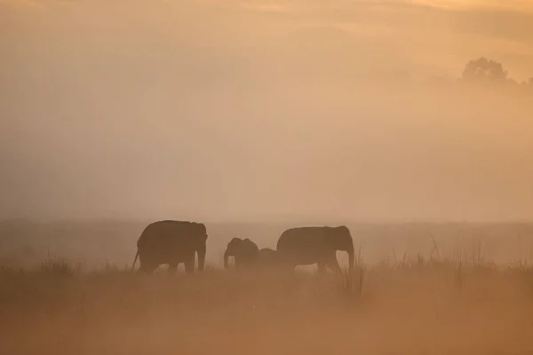 Gajah Asia Berjalan Habitat Alam Selama Matahari Terbit Emas — Stok Foto