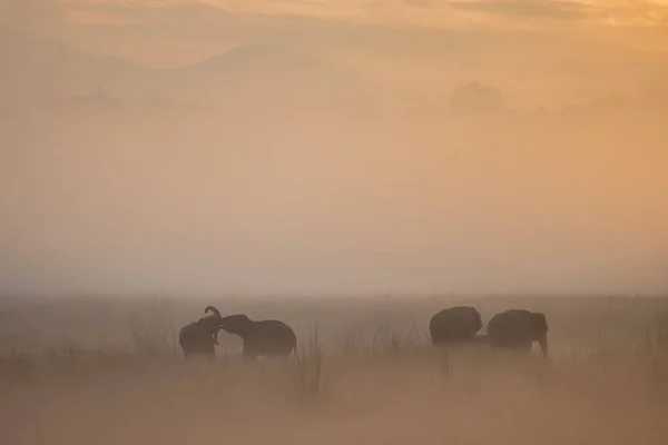 Asian Elephants Walking Nature Habitat Golden Sunrise — Stock Photo, Image