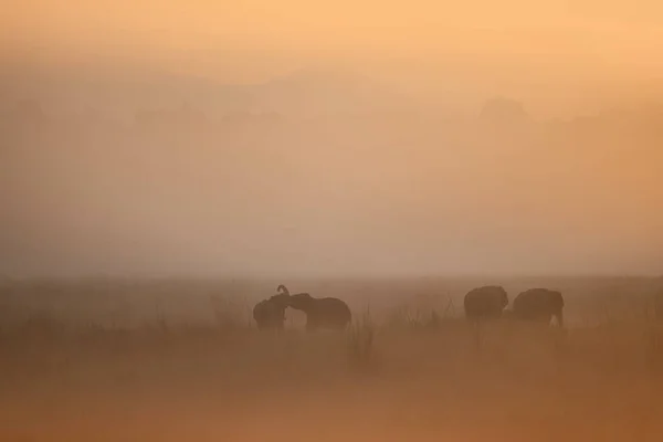 Elephants Magical Morning Fog Corbett National Park Misty Mornig India — Stock Photo, Image