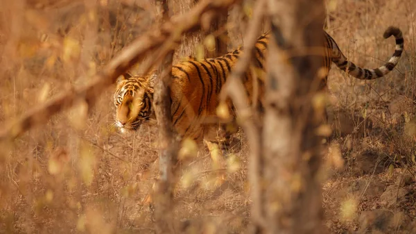 Tigre Bengala Real Habitat Natural Cena Vida Selvagem — Fotografia de Stock