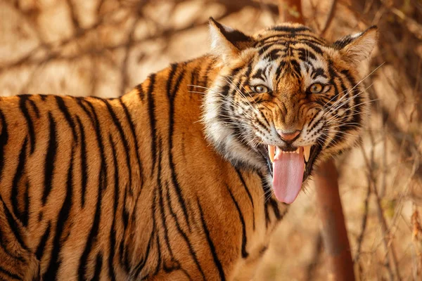 Tigre Bengala Real Habitat Natural Cena Vida Selvagem — Fotografia de Stock