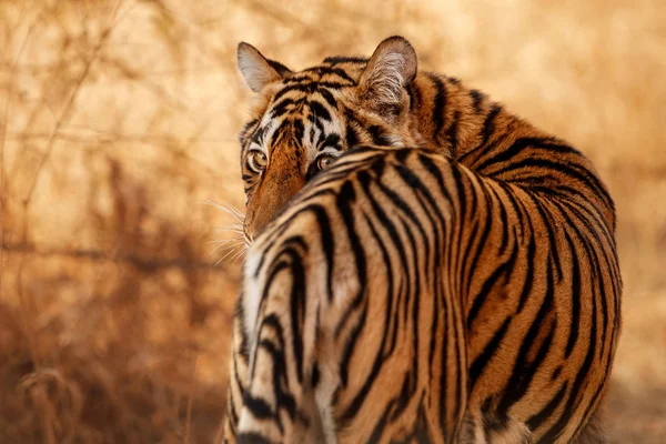 Königstiger Natürlichen Lebensraum Wildszene — Stockfoto