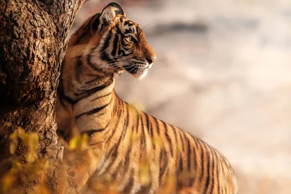 Royal Bengal Tiger Nature Habitat Wildlife Scene — Stock Photo, Image