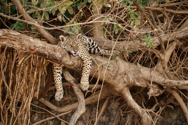 Jaguar Amérique Reposant Dans Habitat Naturel — Photo