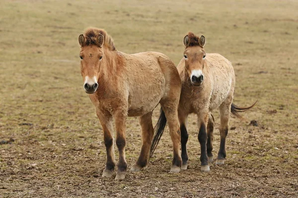 Hästar Kylig Morgon Väder Nära Skogen Dimmig Morgon Indien Equus — Stockfoto