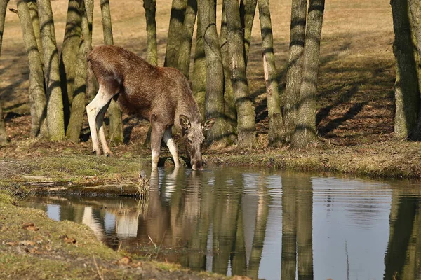 Euraziatische Elanden Drinkwater Herfst Bos — Stockfoto