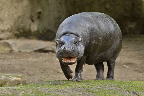 Hroch Liberijský Zeleném Lese Choeropsis Liberiensis — Stock fotografie