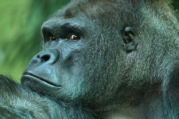 Bedreigde Oostelijke Gorilla Close Weergave — Stockfoto