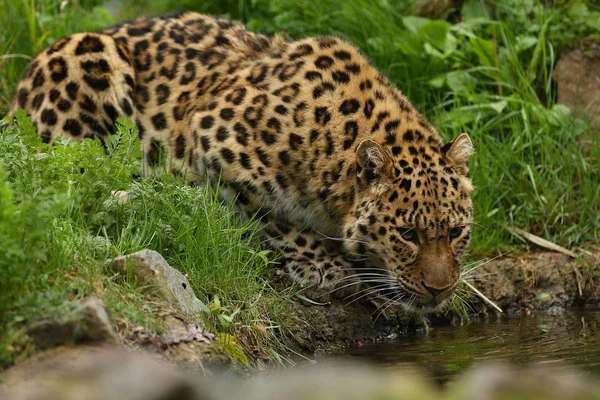 Leopard Amur Απειλούμενα Πόσιμο Νερό Του Ποταμού Στο Καταπράσινο Δάσος — Φωτογραφία Αρχείου