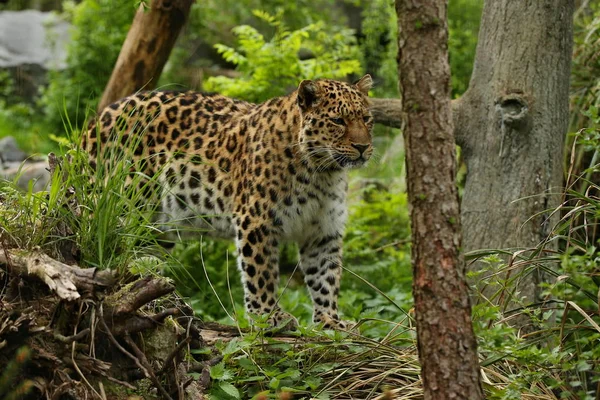 Leopard Amur Απειλούμενα Περπατώντας Στο Καταπράσινο Δάσος — Φωτογραφία Αρχείου