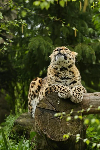 緑の森の木の幹の上に横たわる絶滅危惧種アムールヒョウ — ストック写真