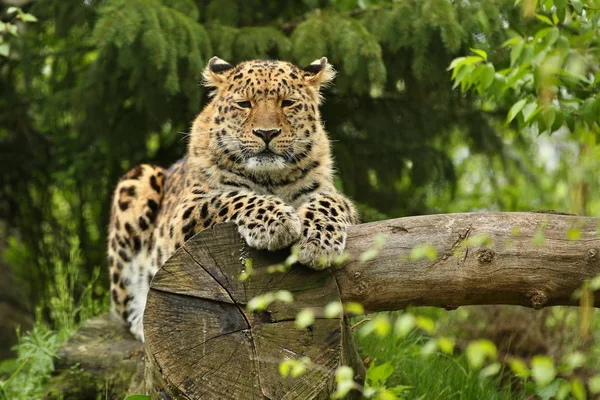 Leopardo Amur Peligro Extinción Acostado Tronco Árbol Bosque Verde — Foto de Stock