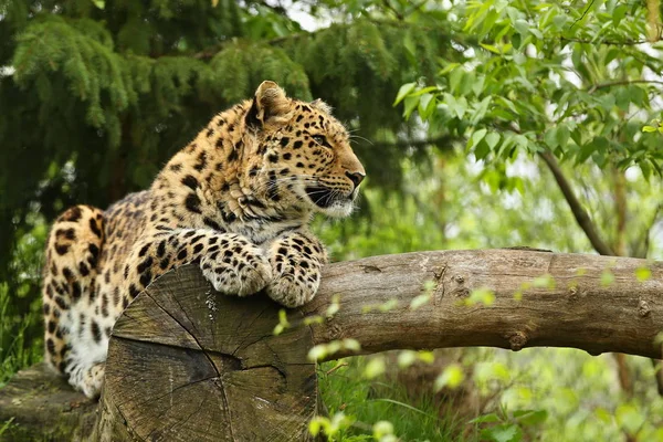 Leopardo Amur Peligro Extinción Acostado Tronco Árbol Bosque Verde — Foto de Stock