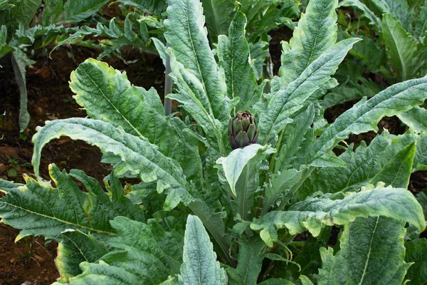 Artichoke plant growing. Natural background. — 스톡 사진