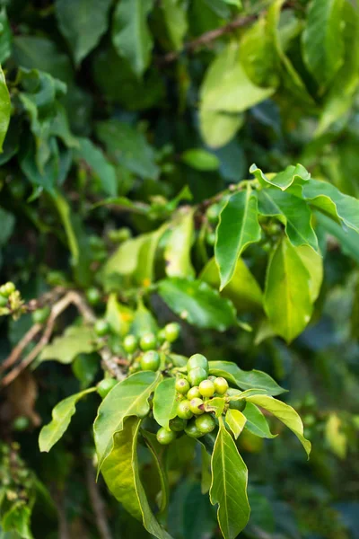 Plante de café en croissance. Contexte naturel. Viêt Nam . — Photo