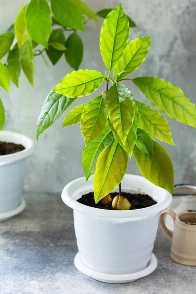 Árvore Abacate Laranjeira Cultivadas Casa Plantas Sala Tropicais — Fotografia de Stock