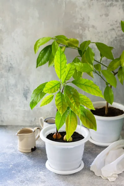 Árvore Abacate Laranjeira Cultivadas Casa Plantas Sala Tropicais Espaço Cópia — Fotografia de Stock