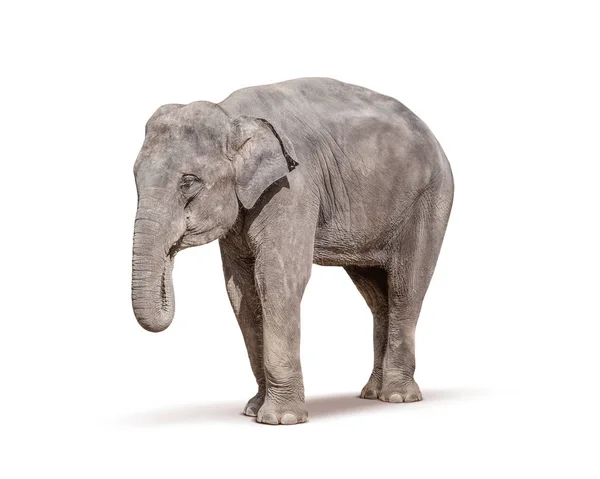 Elefante isolado sobre fundo branco — Fotografia de Stock