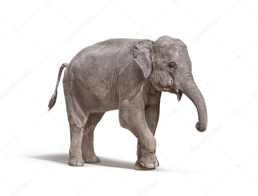 elephant with out tusk isolated on white background