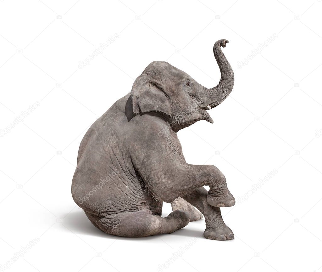 young baby elephant sit down to show isolated on white background