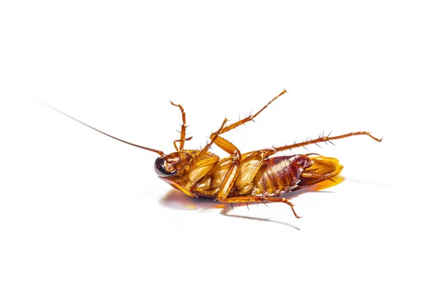 Cockroach dead on white background — Stock Photo, Image