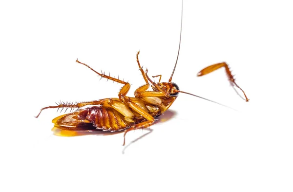 Cockroach dead on white background — Stock Photo, Image