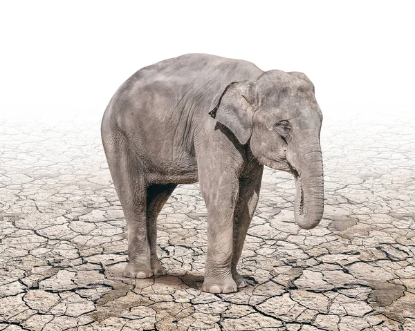 Elefantentand allein auf dem rissigen Boden — Stockfoto