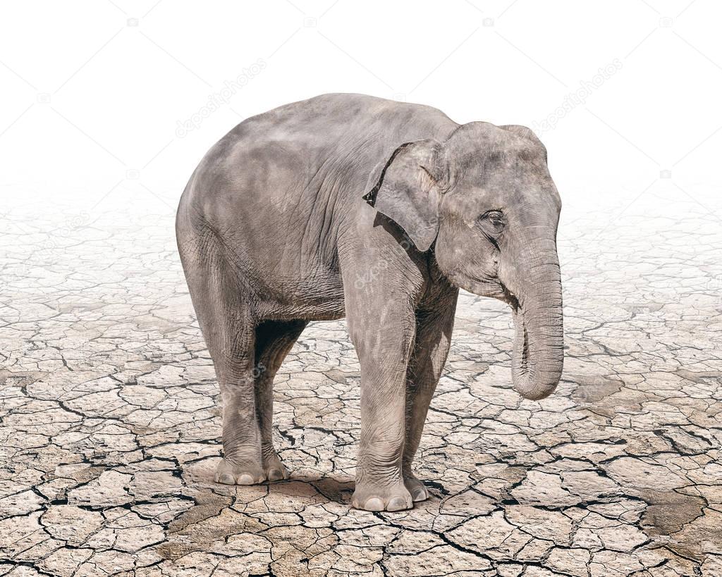 elephant tand alone on the cracked soil ground