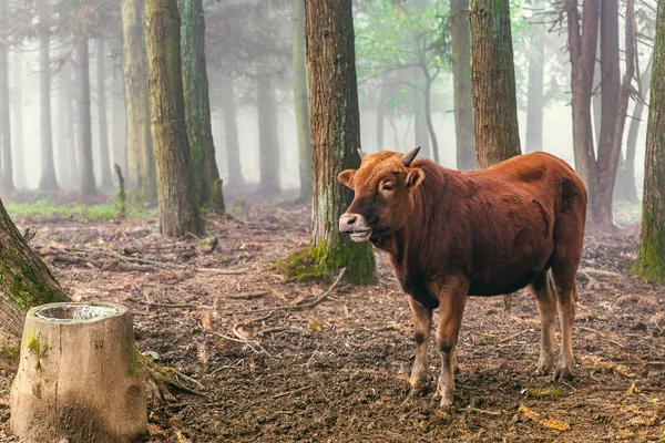 Vache brune rouge debout dans les bois — Photo