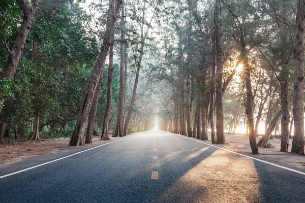 Unterwegs mit Sonnenaufgang morgens gerade Kiefernholzautobahn — Stockfoto