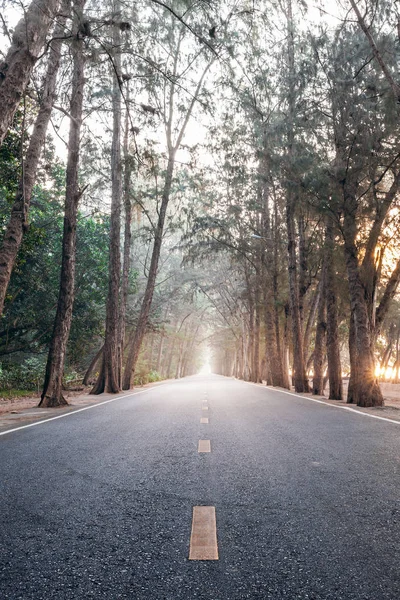 Unterwegs mit Sonnenaufgang morgens gerade Kiefernholzautobahn — Stockfoto