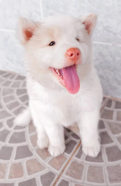 White cute puppy bangkeaw thai pedigree dog — Stock Photo, Image