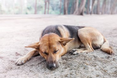 sokak köpeği uyku kaldırımda