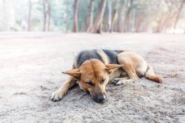 sokak köpeği uyku kaldırımda