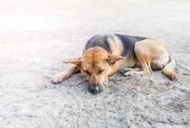 stray dog sleep on the sidewalk clipart