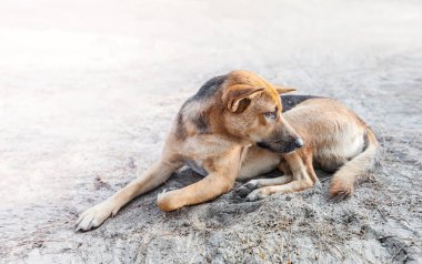sokak köpeği uyku kaldırımda