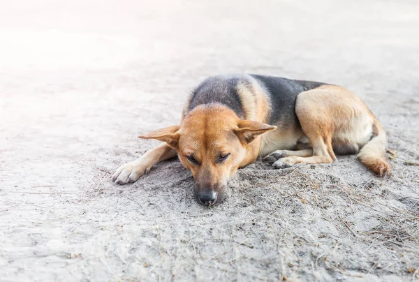 Perro callejero dormir en la acera —  Fotos de Stock