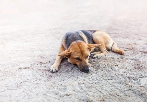 Stray dog sleep on the sidewalk — Stock Photo, Image