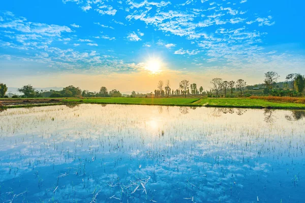 Kırsal manzara yeşil pirinç alan ve bulutlu mavi gökyüzü gündoğumu yansıması tarım için su ile — Stok fotoğraf