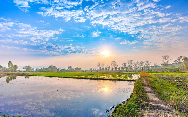 Paisaje rural con campo de arroz verde y reflejo del cielo azul nublado salida del sol en el agua para la agricultura — Foto de Stock