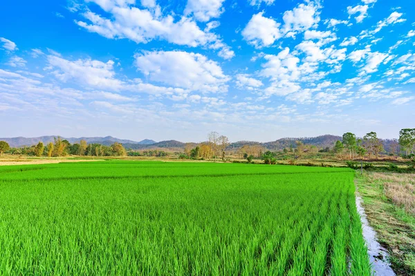 Landschaft mit grünen Reisfeldern bei Sonnenaufgang und wolkenlosem blauen Himmel — Stockfoto