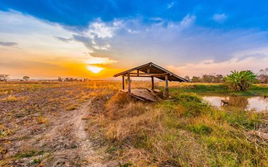 kuru pirinç alan ve kulübe ile güzel kırsal günbatımı hasat sezonu