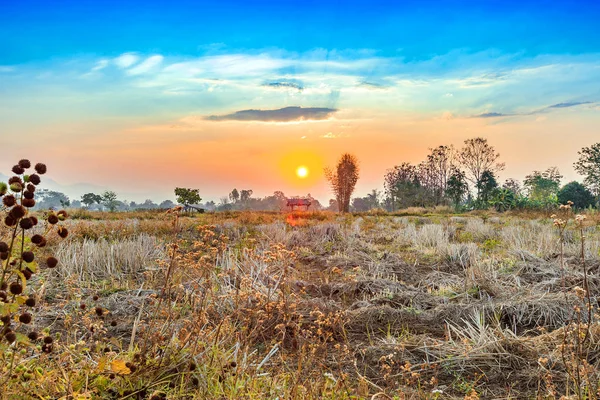 agriculture field landscape in harvest season with morning beautiful sunrise